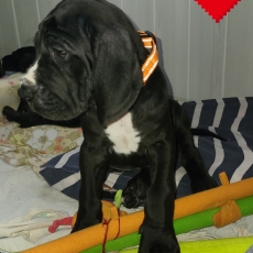 Dogue Allemand chiot vendu 2100 €