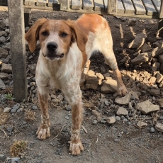 Chiot Epagneul Breton à adopter au prix de 800 €