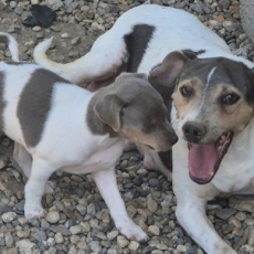 Chiot Terrier Brésilien à adopter au prix de 1500 €