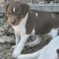 Cette petite femelle Terrier Brésilien proposée à l'achat est née le 08/06/2026.