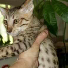 Adoption chaton Chat Savannah au prix de 1400 €