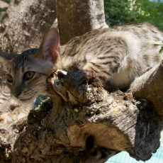 Acheter Chat Savannah bébé pour 1500 €