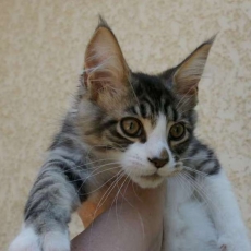 Maine Coon chaton vendu 1200 €
