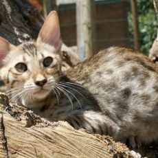 Adoption chaton Chat Savannah au prix de 1500 €