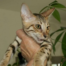 Acheter Chat Savannah bébé pour 1400 €