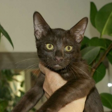 Acheter Chat Savannah bébé pour 1000 €