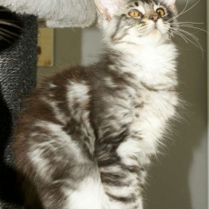 Acheter Maine Coon bébé pour 1000 €