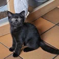 British Shorthair chaton vendu 1000 €