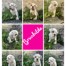 Acheter Bulldog Continental bébé pour 1150 €