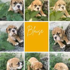Adoption chiot Bulldog Continental au prix de 1150 €