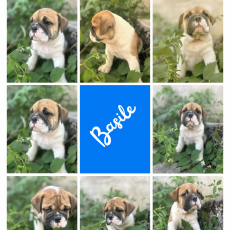 Chiot Bulldog Continental à adopter au prix de 1150 €