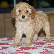 Chiot d'apparence de race Caniche Nain � adopter.