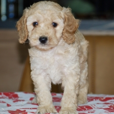 Chiot Caniche Nain � vendre au prix de 1600 � vaccin� et identifi�.