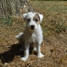 Ce petite mâle Parson Russell Terrier proposé à l'achat est né le 18/04/2026.