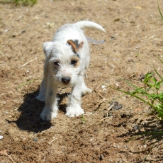Chiot Parson Russell Terrier à adopter au prix de 1400 €