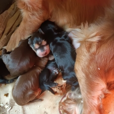 Ce petite mâle Cocker Anglais Spaniel proposé à l'achat est né le 14/07/2026.