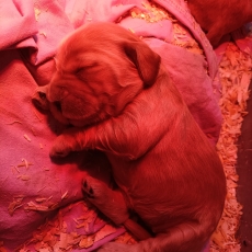 Cette petite femelle Cocker Anglais Spaniel propos�e � l'achat est n�e le 14/07/2026.