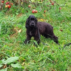 Chiot d'apparence de race Cocker Anglais Spaniel � adopter.