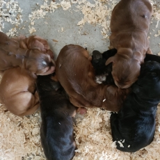 Cette petite femelle Cocker Anglais Spaniel propos�e � l'achat est n�e le 14/07/2026.