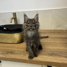 Chaton Maine Coon à adopter au prix de 1700 €