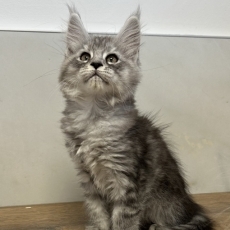 Acheter Maine Coon bébé pour 1700 €