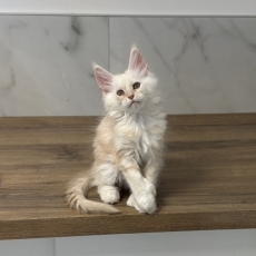 Chaton Maine Coon à adopter au prix de 1700 €