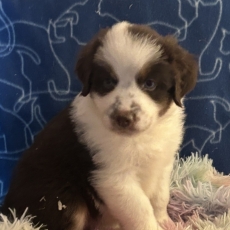 Chiot Berger américain miniature à adopter au prix de 1360 €