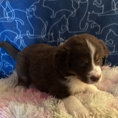 Berger américain miniature chiot vendu 1360 €