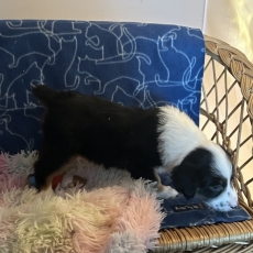Berger américain miniature chiot vendu 1460 €