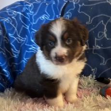 Chiot Berger américain miniature à adopter au prix de 1360 €