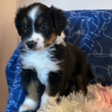 Chiot Berger américain miniature à adopter au prix de 1360 €