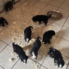 Adoption chiot Bouvier Bernois au prix de 1800 €