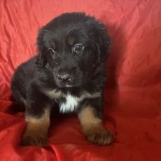 Adoption chiot Hovawart au prix de 1250 €