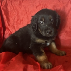 Chiot Hovawart à adopter au prix de 1250 €