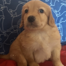 Chiot Hovawart de race LOF avec pedigree à adopter.