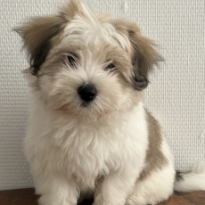 Chiot Coton de Tulear à adopter au prix de 1350 €