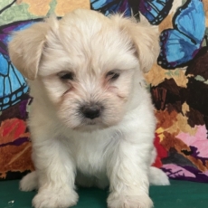 Chiot Bichon Havanais à adopter au prix de 1600 €