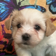 Bichon Havanais chiot vendu 1600 €