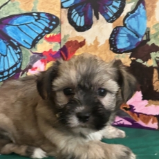 Chiot Bichon Havanais à adopter au prix de 1600 €