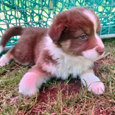 Acheter Berger australien bébé pour 1000 €