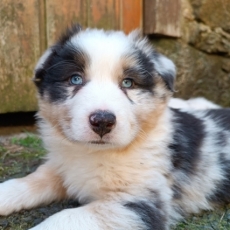 Adoption chiot Berger australien au prix de 1200 €