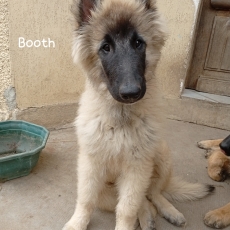 Tervueren chiot vendu 1200 €