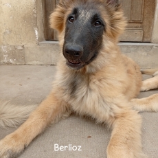 Adoption chiot Tervueren au prix de 1200 €