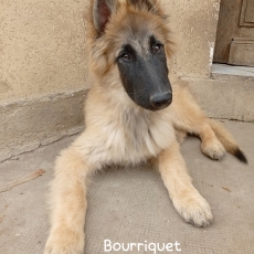 Adoption chiot Tervueren au prix de 1200 €