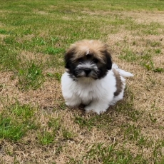 Acheter Coton de Tulear bébé pour 1100 €