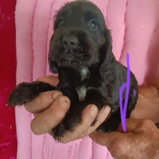 Chiot Cocker Anglais Spaniel � vendre au prix de 1600 � vaccin� et identifi�.