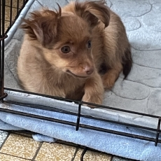 Adoption chiot Petit chien Russe au prix de 1800 €