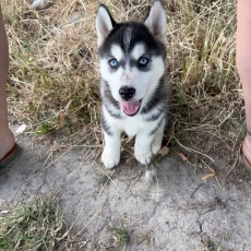 Chiot Husky Sibérien à vendre au prix de 1050 € vacciné et identifié.