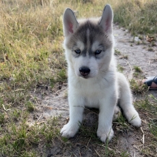 Chiot Husky Sibérien à adopter au prix de 850 €