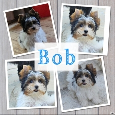 Biewer Yorkshire chiot vendu 1500 €
